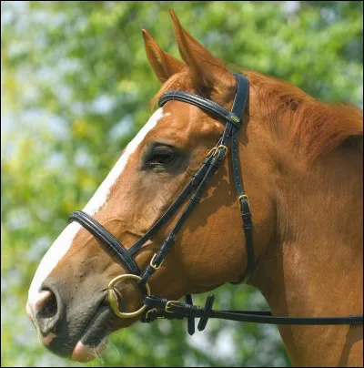 Sur la photo ci-dessus, le cheval a :