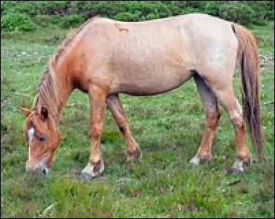 Quelle est la robe de ce cheval ?