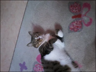 Un chat passe dans la rue...