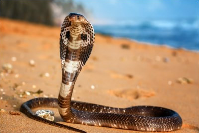 Quel animal vivant en Inde est connu pour sa faculté à tuer les serpents ?