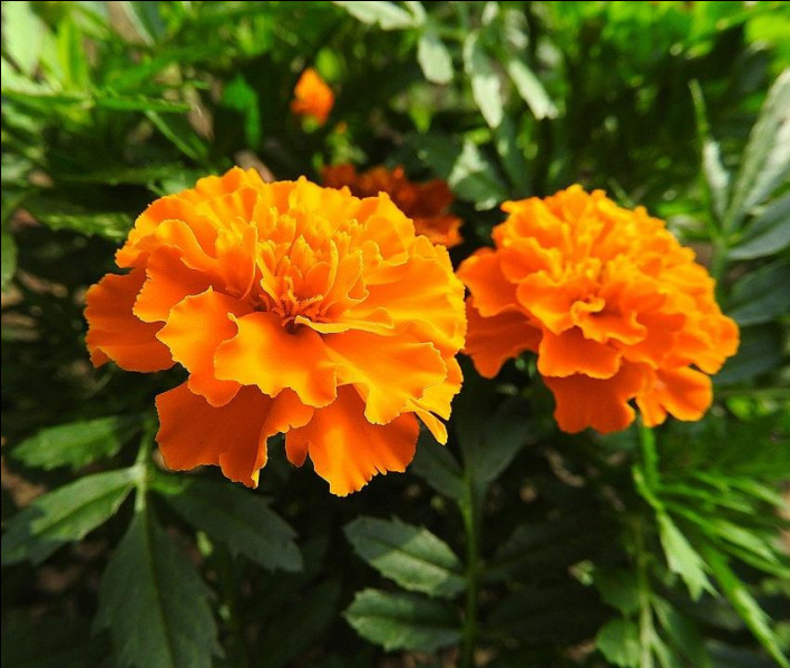 Quelle est cette plante aux fleurs colorées, qui peut être "d'Inde" ?