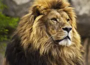 Quiz Autour des lions