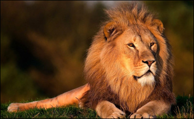 Saurez-vous me trouver le nom latin de ce grand carnivore ?