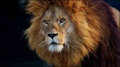 On peut trouver des lions en Asie.