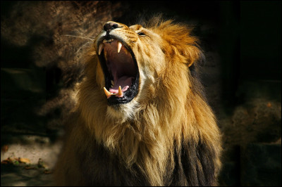 Le tigre est plus grand que le lion.