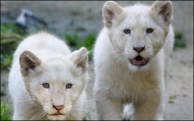 Les lions blancs sont des lions albinos.