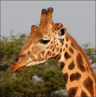 Et trotte trotte la girafe - et claquent claquent ses sabots !