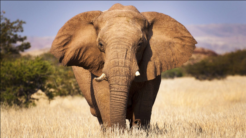 Connaissez-vous la différence entre l’éléphant d’Asie et celui d’Afrique ? Oui ? Alors lui, c’est lequel ?