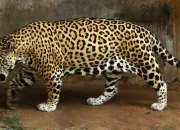 Quiz Les animaux si souvent confondus