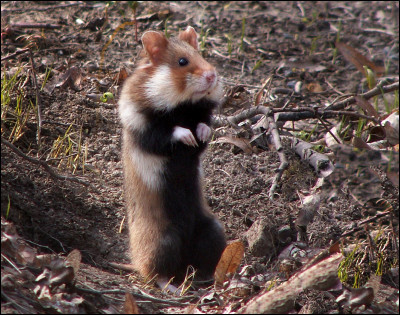 Et lui, est-ce un hamster ou un cochon dInde ?
