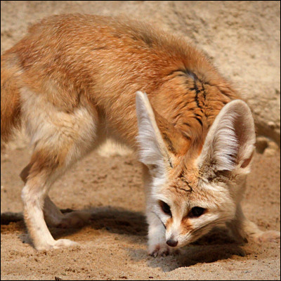 Et, dites-moi, lui, cest un chacal ou un fennec ?