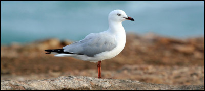 Saurez-vous reconnaître cet oiseau marin ?