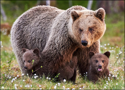 Et là, est-ce un grizzly ou un ours ?