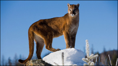 Et ce dernier félin, est-ce un puma ou une lionne ?