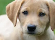 Quiz Le chien et la culture gnrale