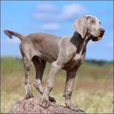 Quelle est la race de ce chien ?