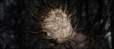 Es-tu immunisé contre la Braise ?