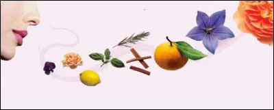 Quelle odeur préfères-tu ?