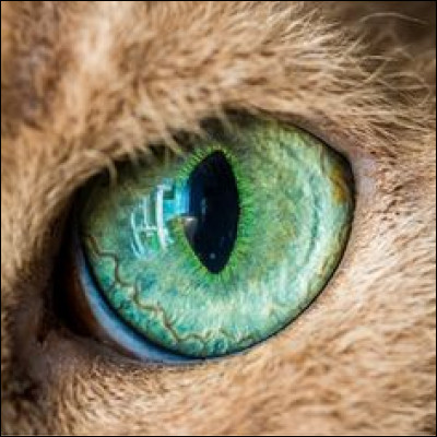 &Agrave; part un organe du f&eacute;lin, qu�est-ce qu�un �il de chat ?