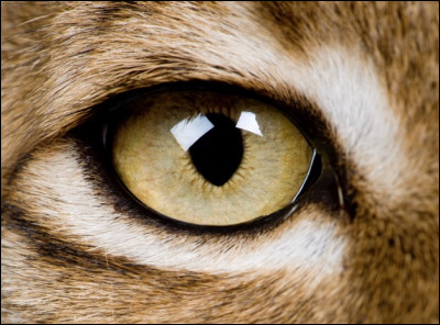 Que signifie &laquo;&nbsp;avoir un �il de lynx&nbsp;&raquo; ?