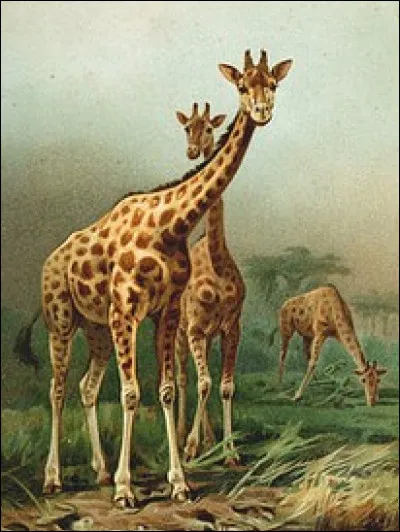 G comme girafe : ce mammifère a la plus grande taille avec près de 6 m de hauteur pour un mâle. Combien y a-t-il de vertèbres dans son cou allongé ?