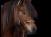 Quiz Les disciplines questres et les parties du corps du cheval