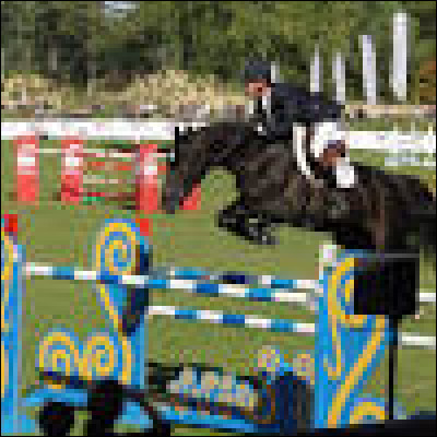 Quelle est cette discipline qui demande au cavalier de savoir s'il se tient plutôt droit, assis ou debout ?