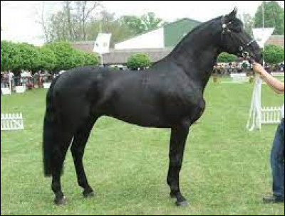 Passons aux parties du corps. Commençons par le début : de combien de parties est composé le cheval ?