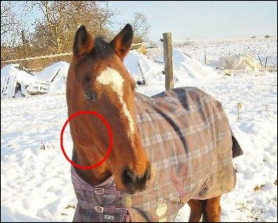 Comment se nomme l'endroit entouré en rouge sur la tête de ce joli cheval ?