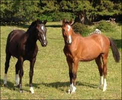 En langage équin, comment peut-on appeler les pattes du cheval ?