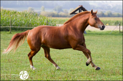 Et enfin un peu plus dur pour finir mon quiz, je vous demande de me dire comment vous appelez l'empreinte digitale du cheval.