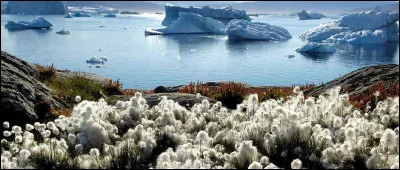 Sur quel pôle vivent l'ours polaire, le renard polaire, le phoque du Groenland et la baleine à bosse ?
