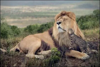Le lion (Panthera leo) et le chat (Felis silvestris catus) sont de la même famille.
Vrai ou faux ?