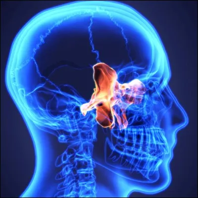 Quelle action est r&eacute;alis&eacute;e &agrave; l�aide des muscles zygomatiques ?