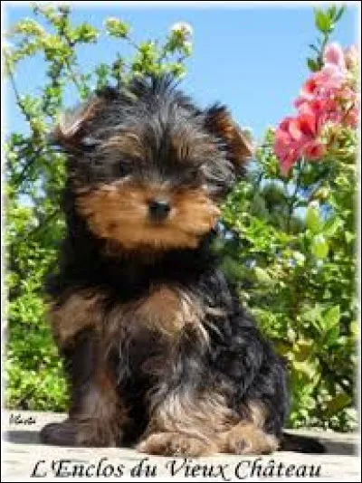 Ce chiot est de la race...