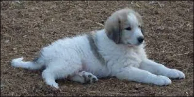 Comment se nomme la race de ce chiot ?