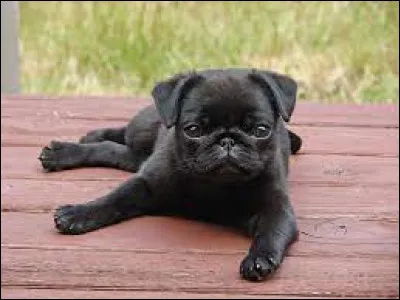 Ce chiot est de la race...