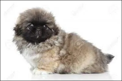 Comment se nomme la race de ce chiot ?