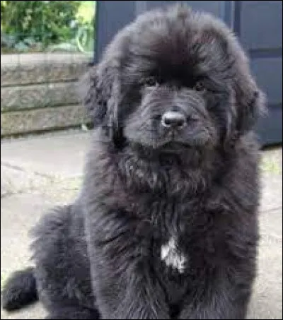 Quel est le nom de la race de ce chiot ?