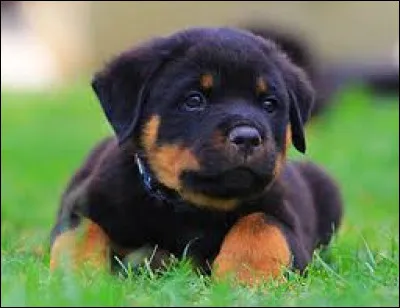 Ce chiot est de la race...