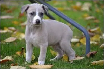 Comment se nomme la race de ce chiot ?