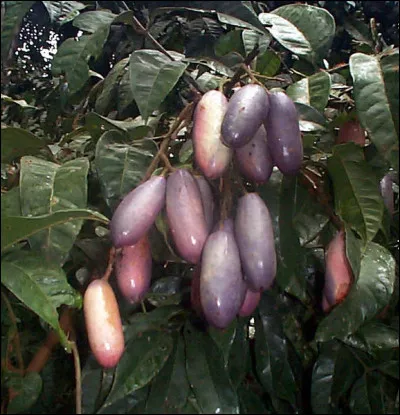 Fruit ol&eacute;agineux appel&eacute; ''prune'' au Cameroun et ''atanga'' au Gabon :