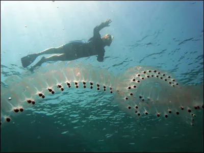 Petit animal marin des mers tropicales en forme de cylindre transparent :