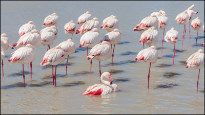 Pourquoi certains flamands sont-ils roses ?