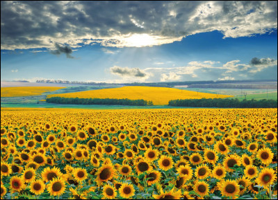 Est-ce vrai que les tournesols se tournent vers le soleil ?