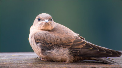 Comment se nomme la crotte d'oiseau qui pouvait, auparavant, servir d'engrais ?