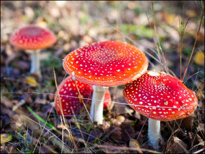 Lamanite tue-mouches est-elle comestible, toxique ou mortelle ?