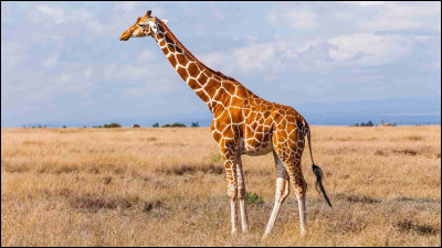 De quelle couleur est la langue des girafes ?