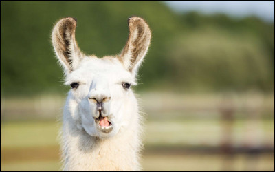 À quelle famille de mammifères le lama appartient-il ?