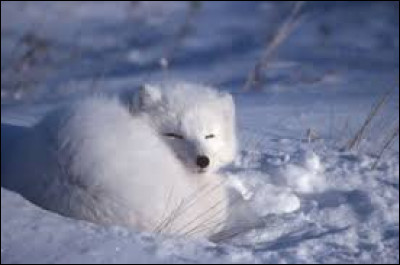 Quel est le nom scientifique du renard polaire ?